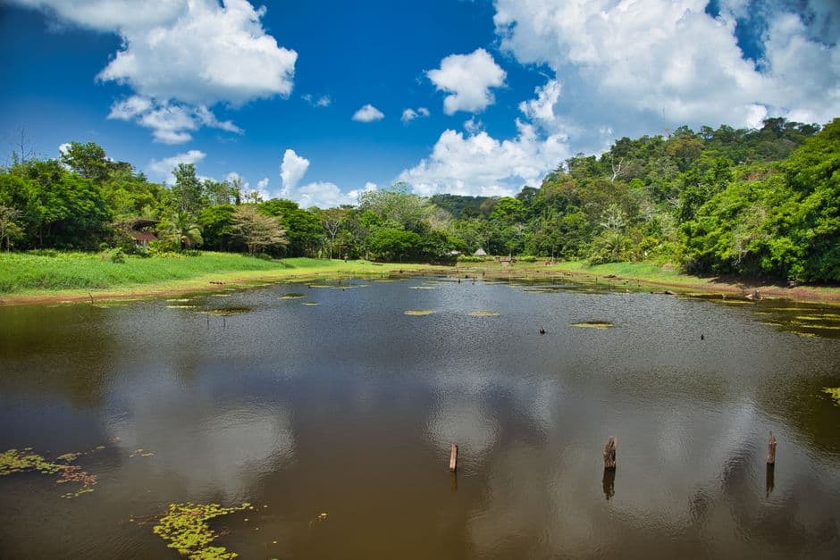 Río rodeado de bosque verde, en el chat de Puerto Viejo