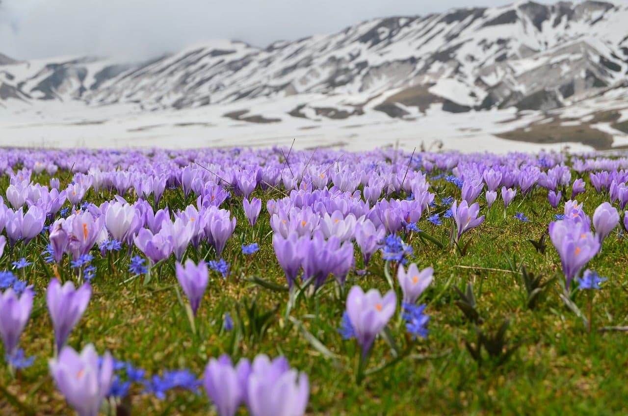 Flores moradas de azafrán silvestre con montañas al fondo, en el chat de Campo Quijano