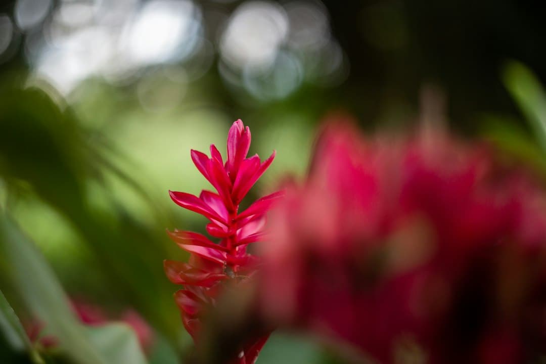 Flor de jengibre rojo intenso abierta entre follaje verde, en el chat de Guanajay