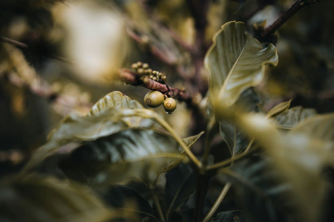 Hojas verdes y bayas rojas en primer plano, en la sala de chat de San Isidro