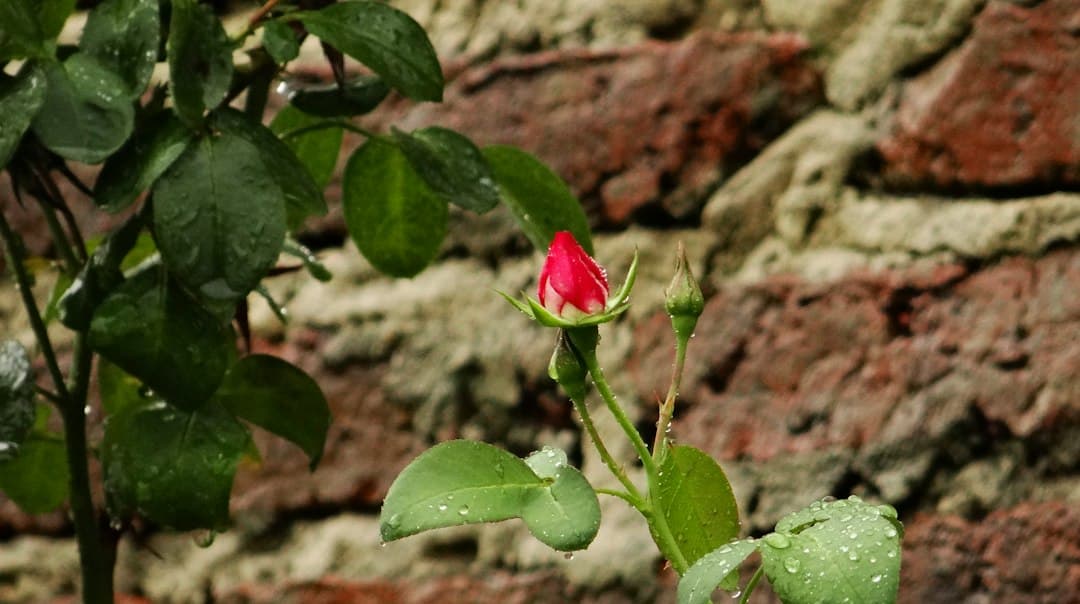 Capullo de rosa rosa cerrado con gotas de agua en las hojas, en el chat de Vera