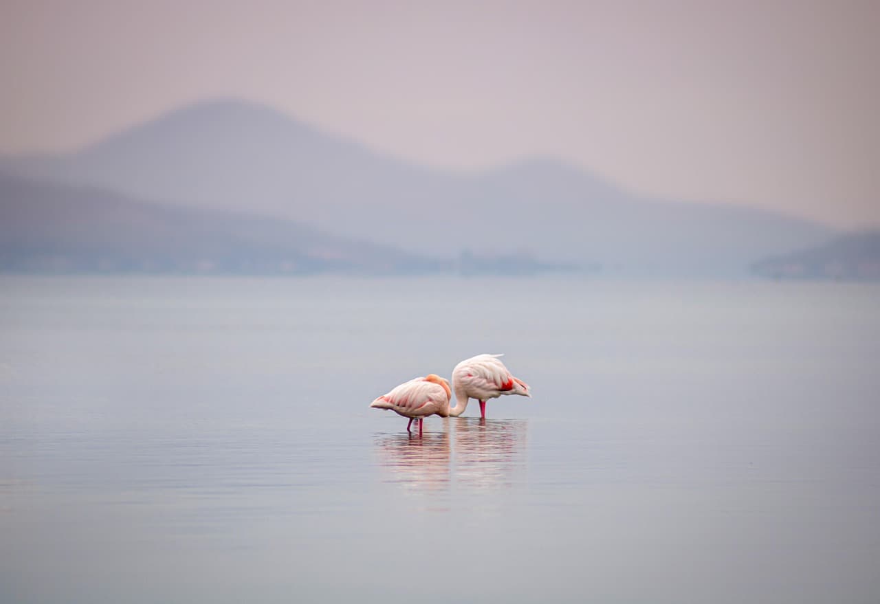 Flamencos en un lago, en el chat de Cartagena