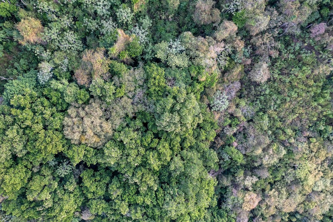 Vista aérea de un bosque frondoso, en el chat de Buenos Aires