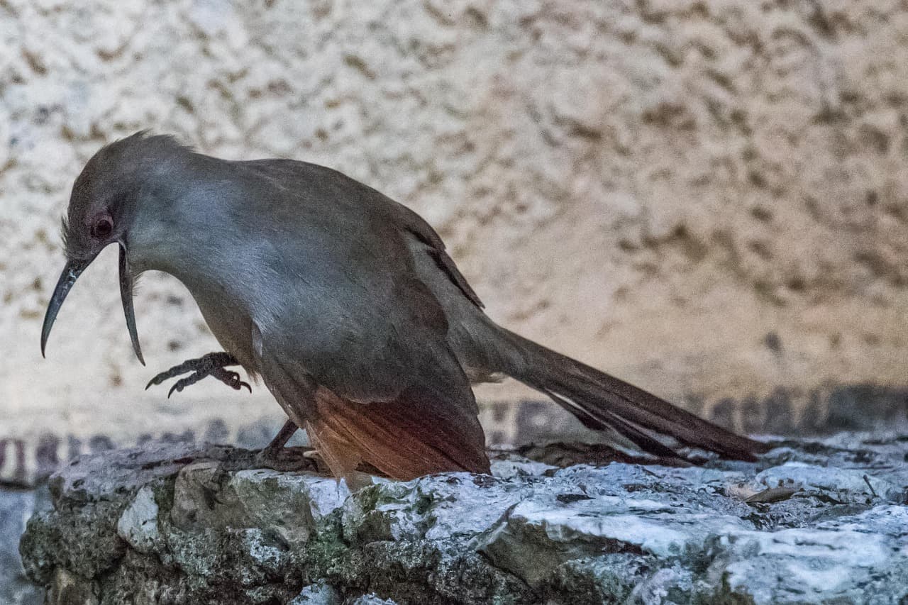 Pájaro posado, avistamiento de aves en Artemisa, en el chat de Bauta