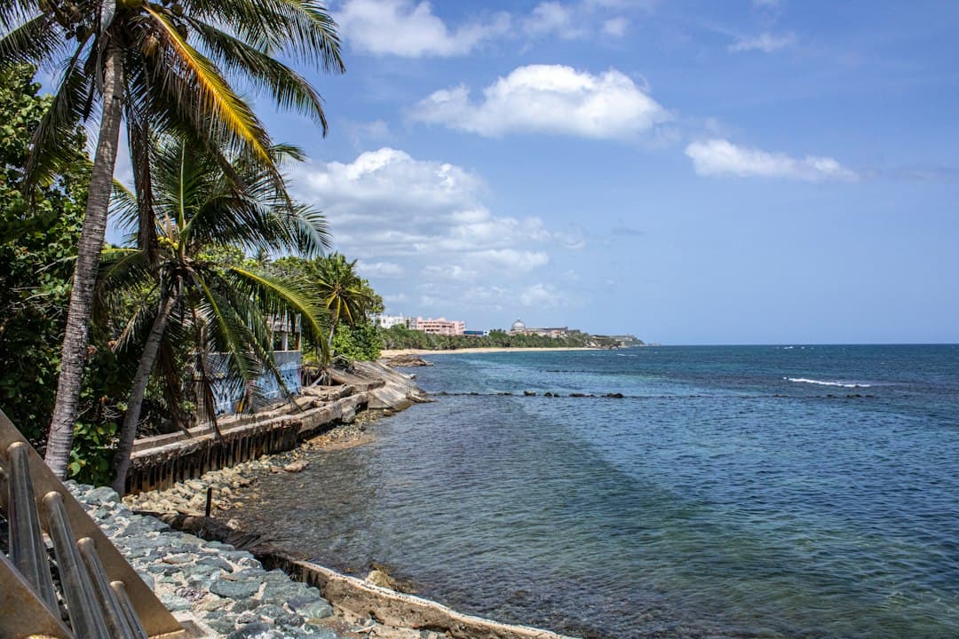 Playa con palmeras frente al océano, en el chat de Vega Baja