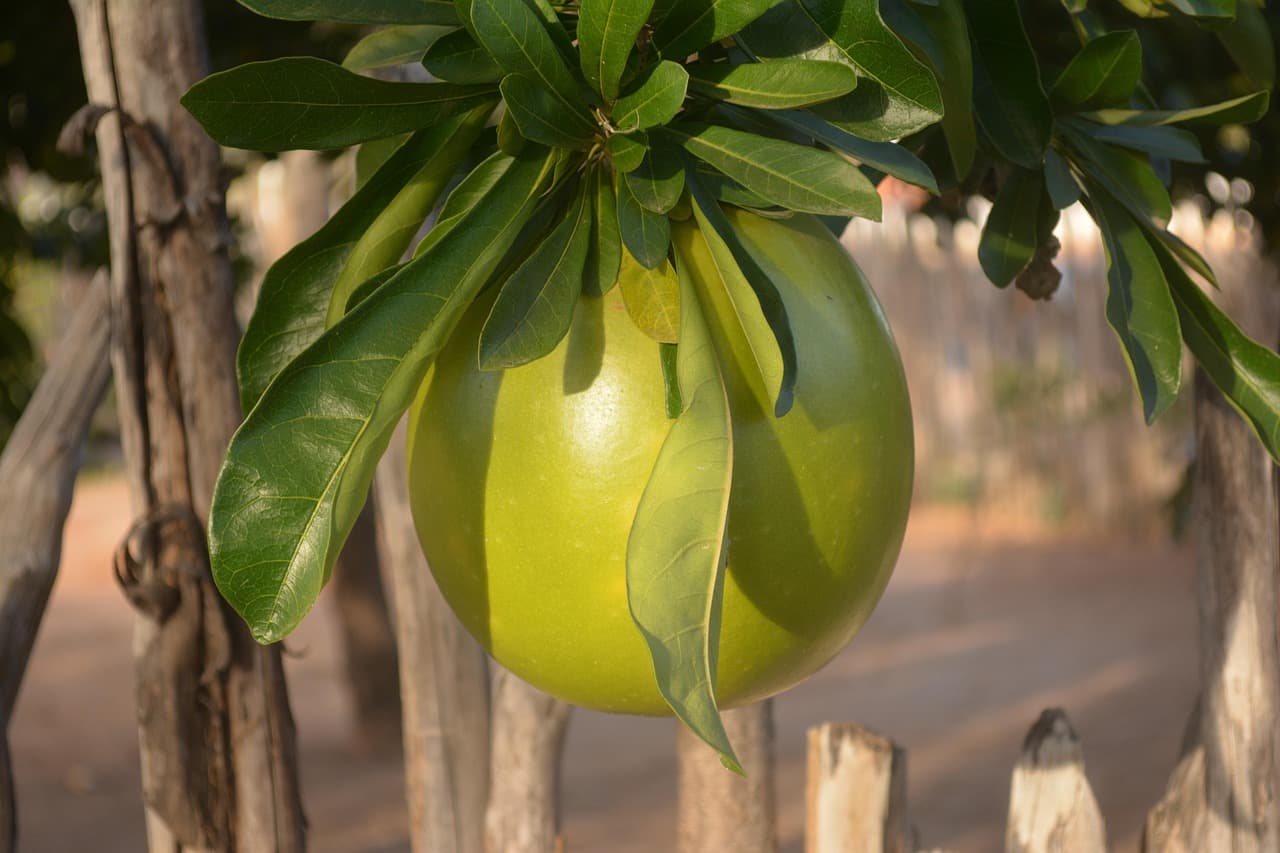 Calabazas secas de porongo entre vegetación, en el chat de Porongo