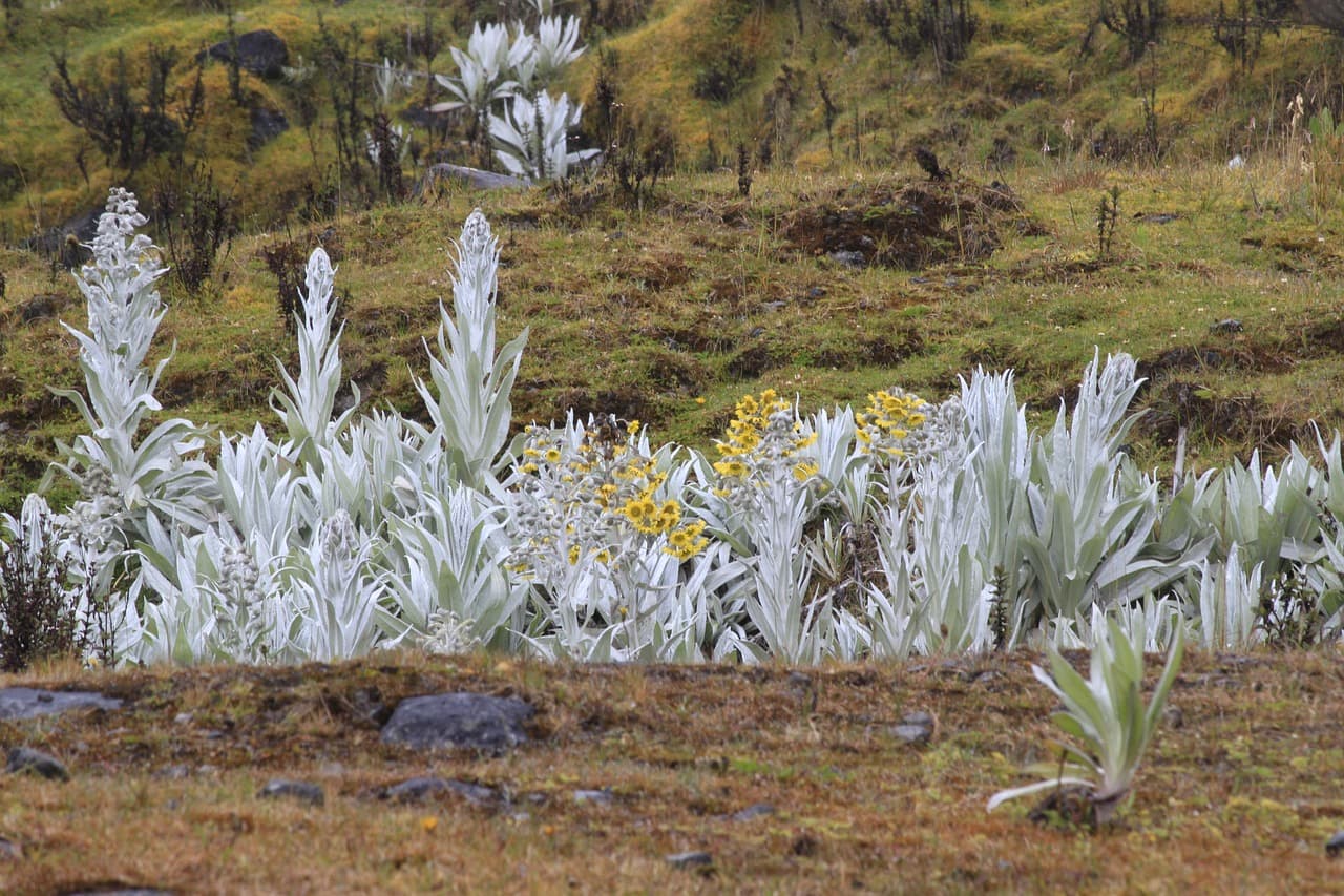 Paisaje de páramo con vegetación de alta montaña, en el chat de Palmar de Varela