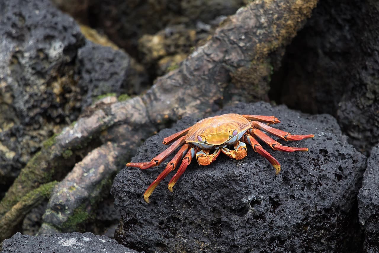 Cangrejo sobre las rocas de la costa de Ecuador, en el chat de Yaguachi Nuevo