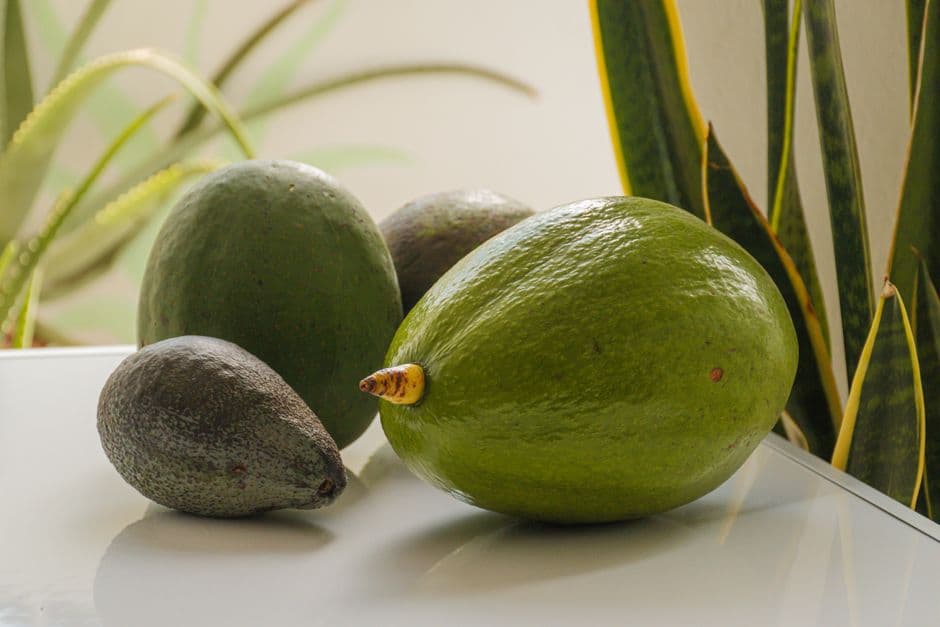 Grupo de aguacates sobre una mesa, en el chat de Paltas