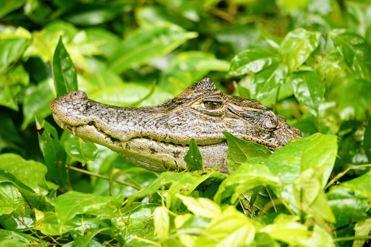 Caimán entre la vegetación verde, en el chat de El Tortuguero