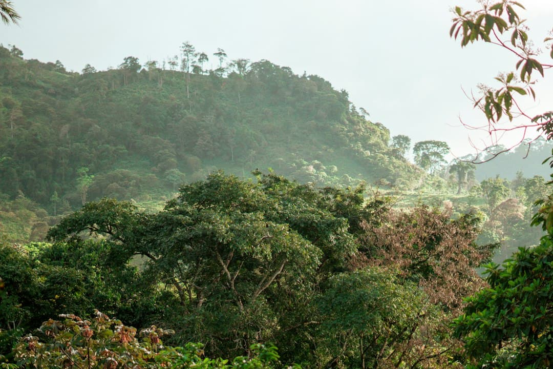 Bosque frondoso sobre colinas onduladas bajo un cielo brumoso, en el chat de San Antonio de Cortés