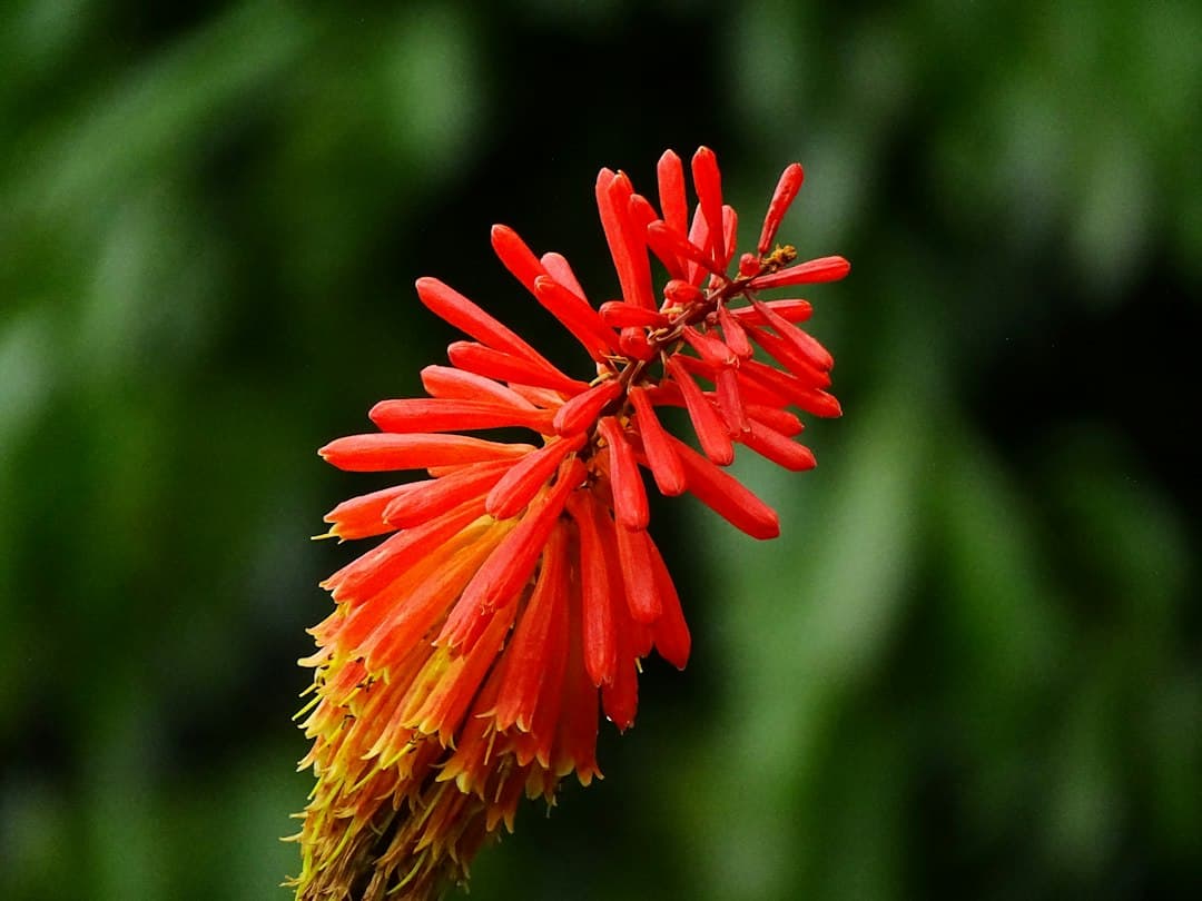 Flor roja fotografiada con lente de basculamiento, en el chat de Flores