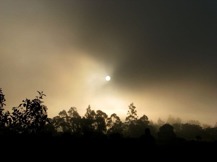 Siluetas de árboles al amanecer, en el chat de Silvania