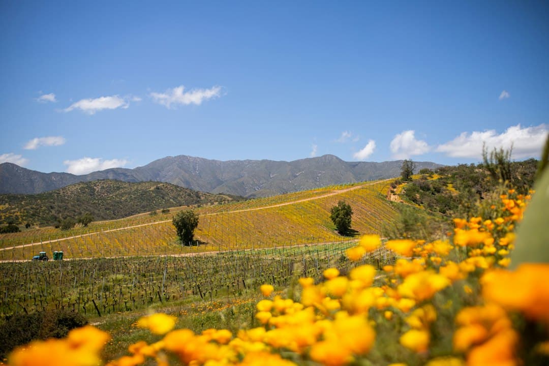 Campo de flores amarillas bajo montañas nevadas, en la sala de chat de Casablanca