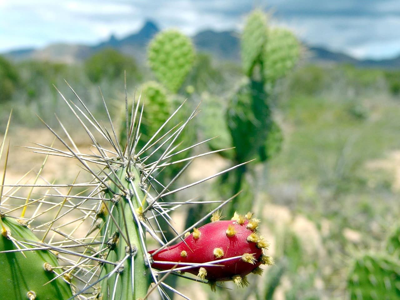 Cactus de tuna con montañas detrás en Venezuela, en el chat de Roscio