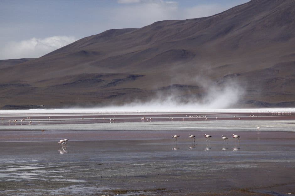 Flamencos cerca de una montaña, en el chat de San Ignacio de Moxos