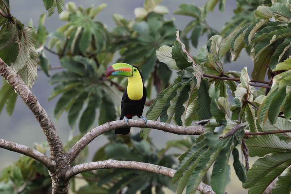 Tucán de pico multicolor posado en un bosque tropical, en el chat de Sarchí