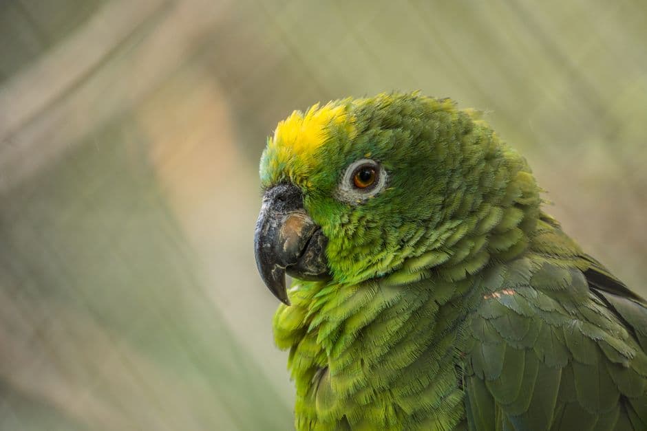 Loro verde posado entre la vegetación, en el chat de El Paujil