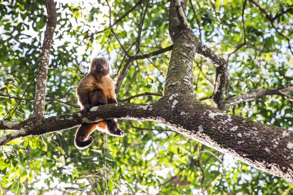 Mono sobre la rama de un árbol, en el chat de Rurrenabaque