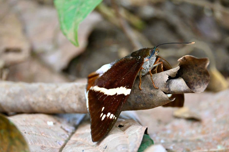 Mariposa marrón posada sobre hojarasca, en el chat de Patalillo