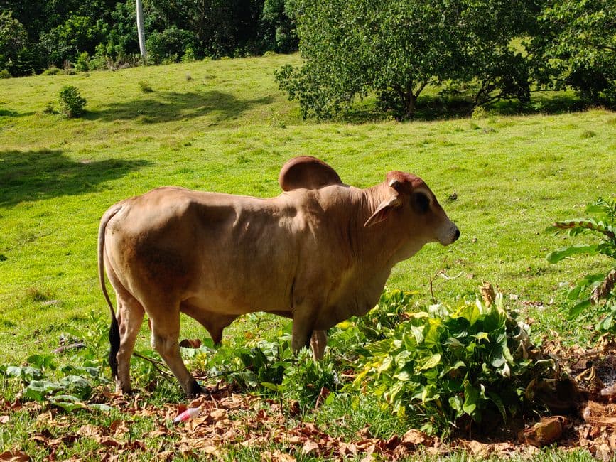 Vaca parda pastando en un prado verde, en el chat de San Juan del Río Coco