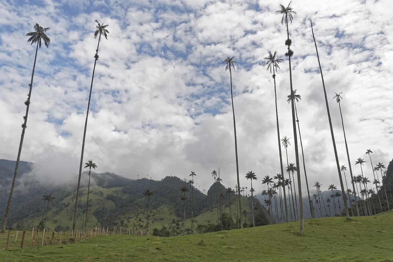 Palmeras en Colombia, en el chat de Bugalagrande