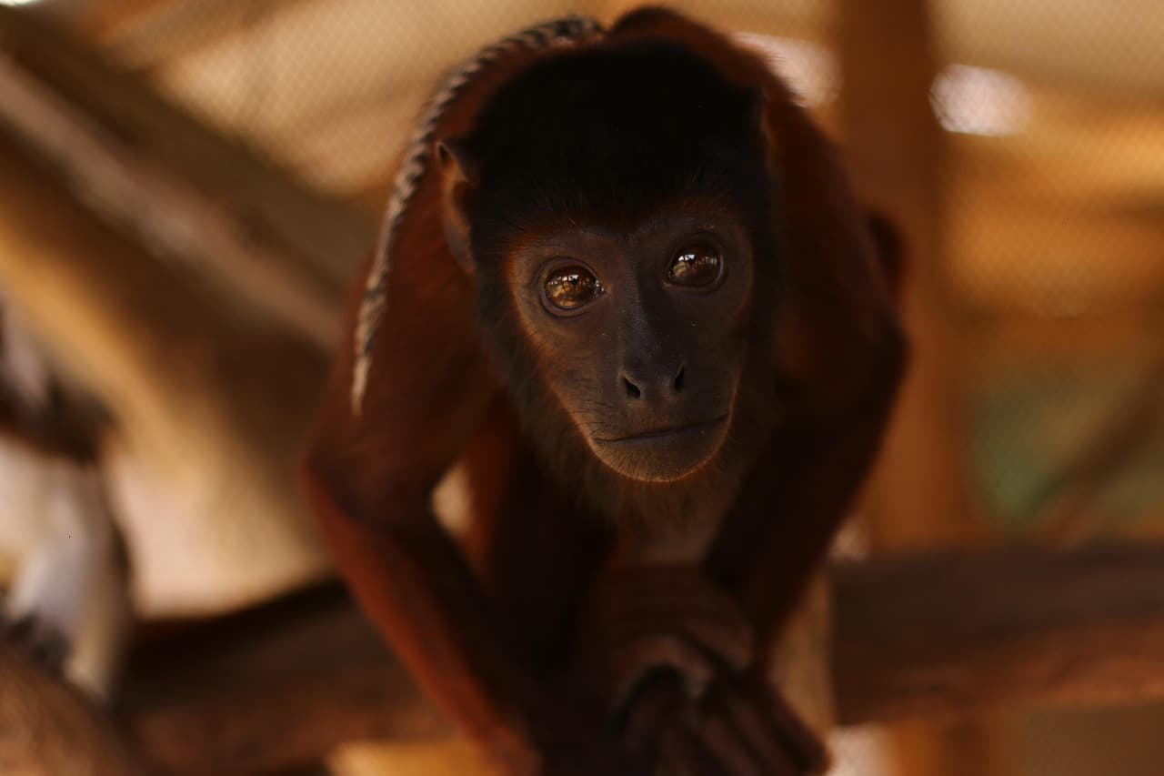 Un mono en el zoológico, animal mamífero en un entorno safari, en la sala de chat de Ovejas