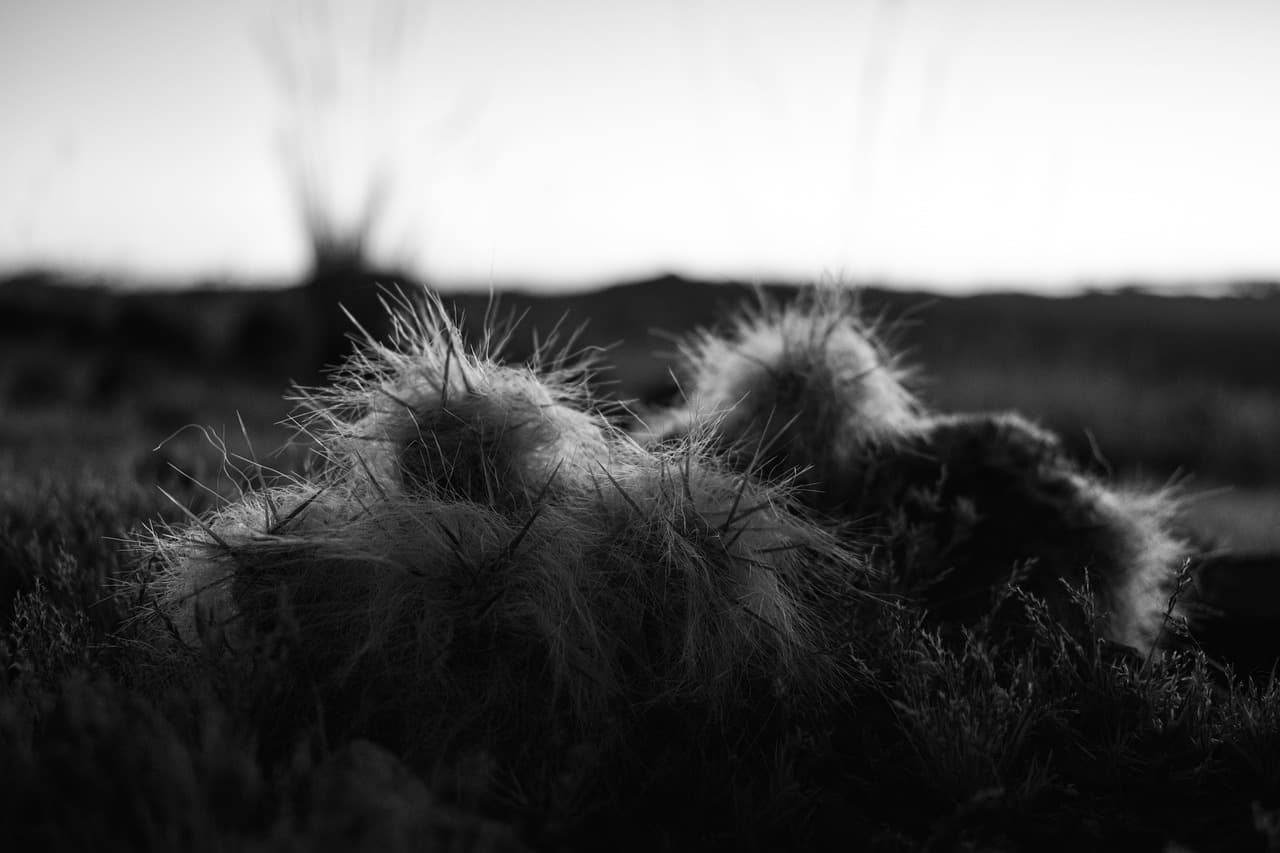 Campo abierto con cactus en blanco y negro, en el chat de Túpac Amaru Inca