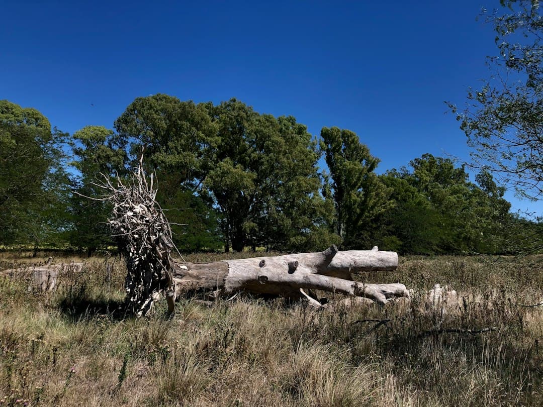 Tronco de madera sobre un prado verde de día, en el chat de Morteros