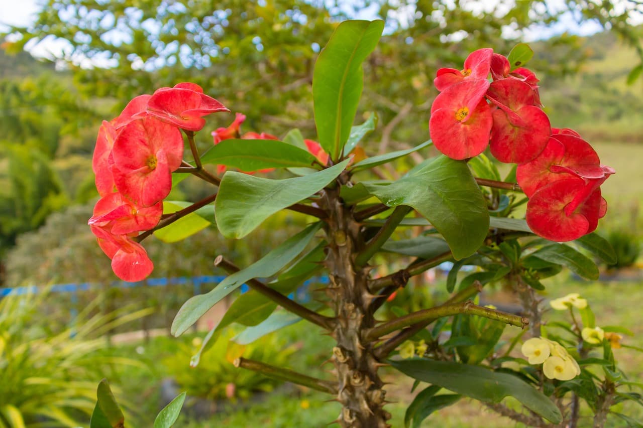 Flores de Colombia en plena naturaleza, en el chat de Abejorral