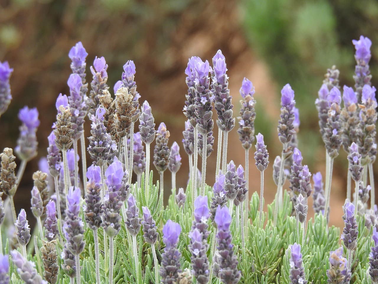 Abeja en un campo de lavanda, en el chat de Huanímaro