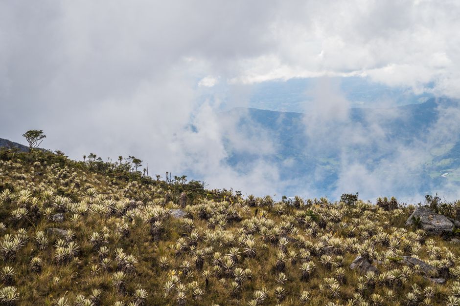 Paisaje natural de paramo, en la sala de chat de Quibdó