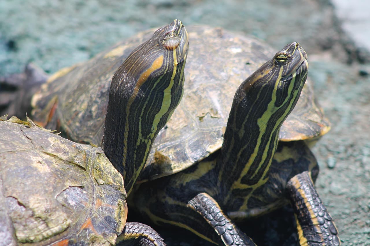 Tortuga de caparazón marrón sobre arena bajo luz natural, en la sala de chat de Altagracia