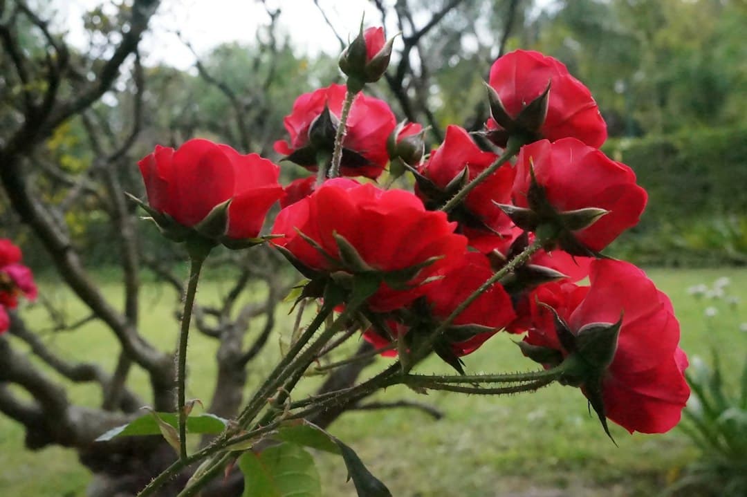 Flores rojas entre la hierba, en el chat de Rojas