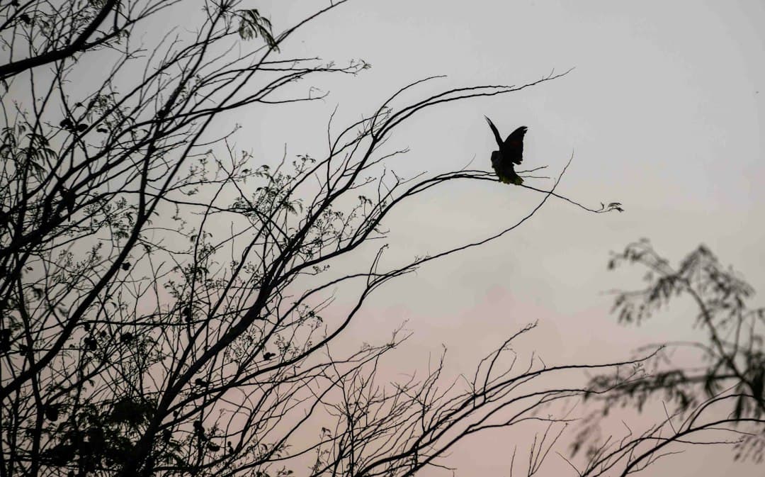Un pájaro vuela por el aire sobre un árbol, en el chat de Zapote