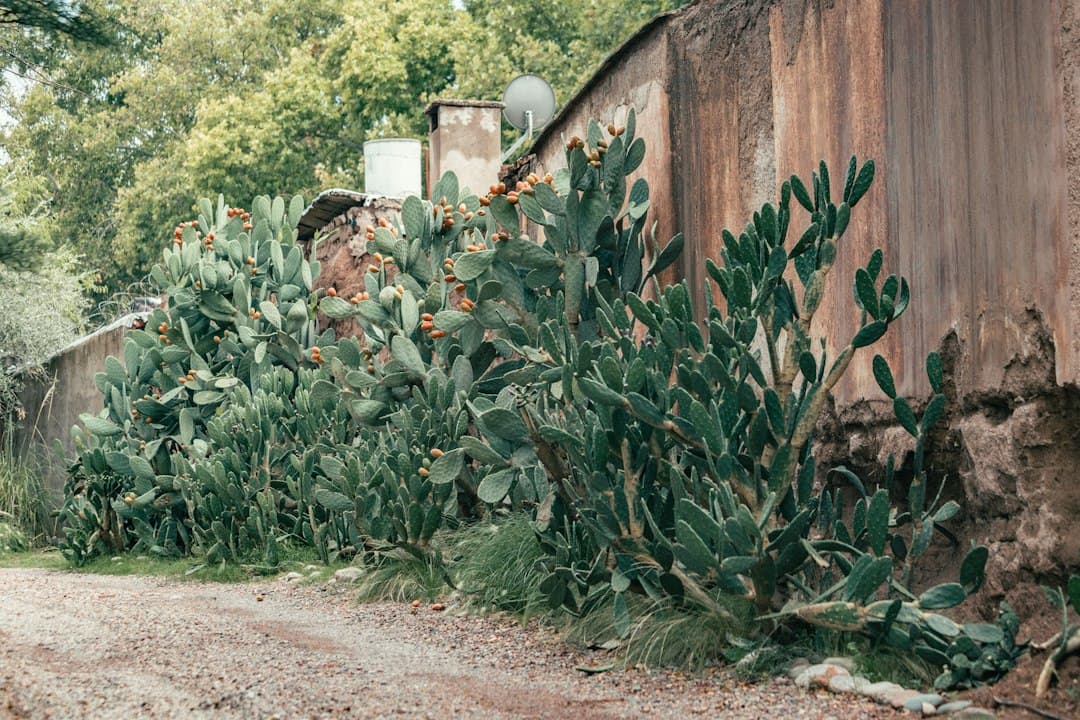 Camino de tierra junto a un muro con un cactus, en el chat de Villa Ocampo