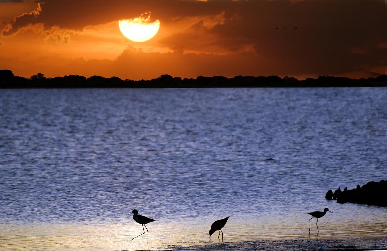 Garza blanca posada en la orilla del lago al atardecer, en el chat de Páez