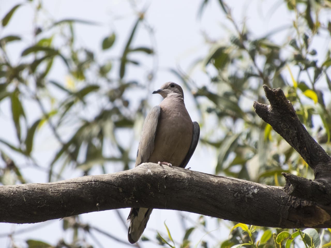 Paloma posada en Cochabamba, Bolivia, en el chat de Cocapata