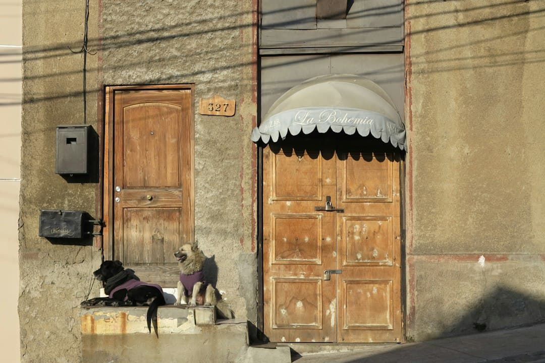 Dos perros sentados en un escalón a la puerta de un edificio, en el chat de Cabildo