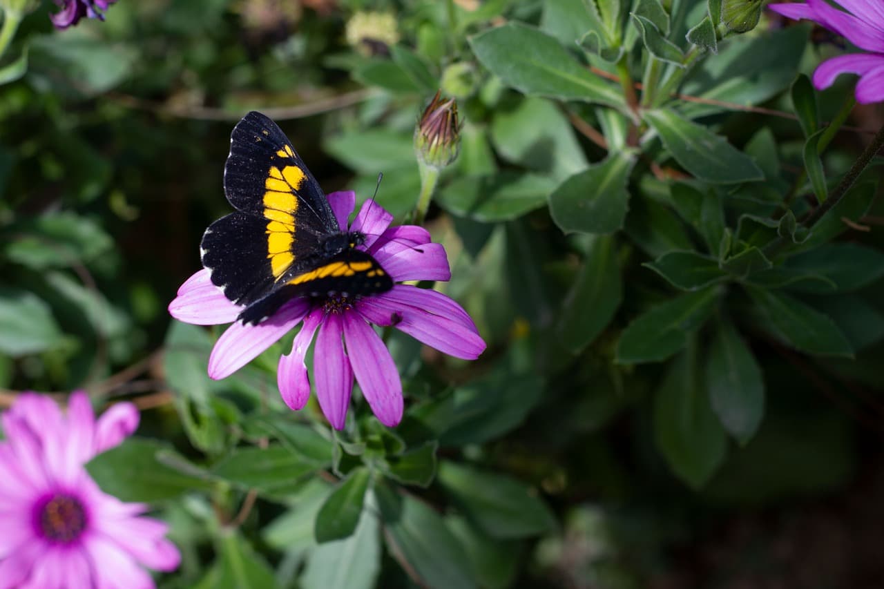 Mariposa posada con las alas abiertas en Guatemala, en el chat de Cajolá