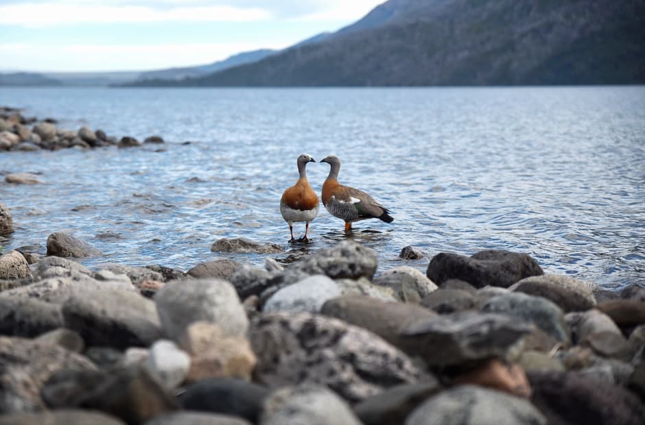 Aves en la orilla del agua, en el chat de Rufino