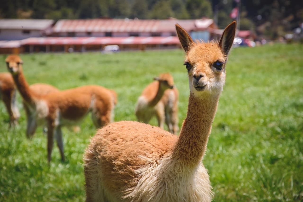 Alpacas y llamas de pelaje espeso, en el chat de San José de Lourdes