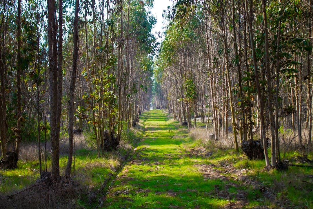 Prado de hierba verde con árboles, en el chat de La Ligua
