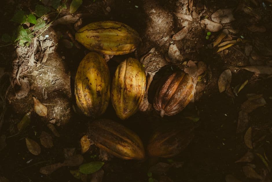 Granos de cacao esparcidos por el suelo, en el chat de Cacahoatán