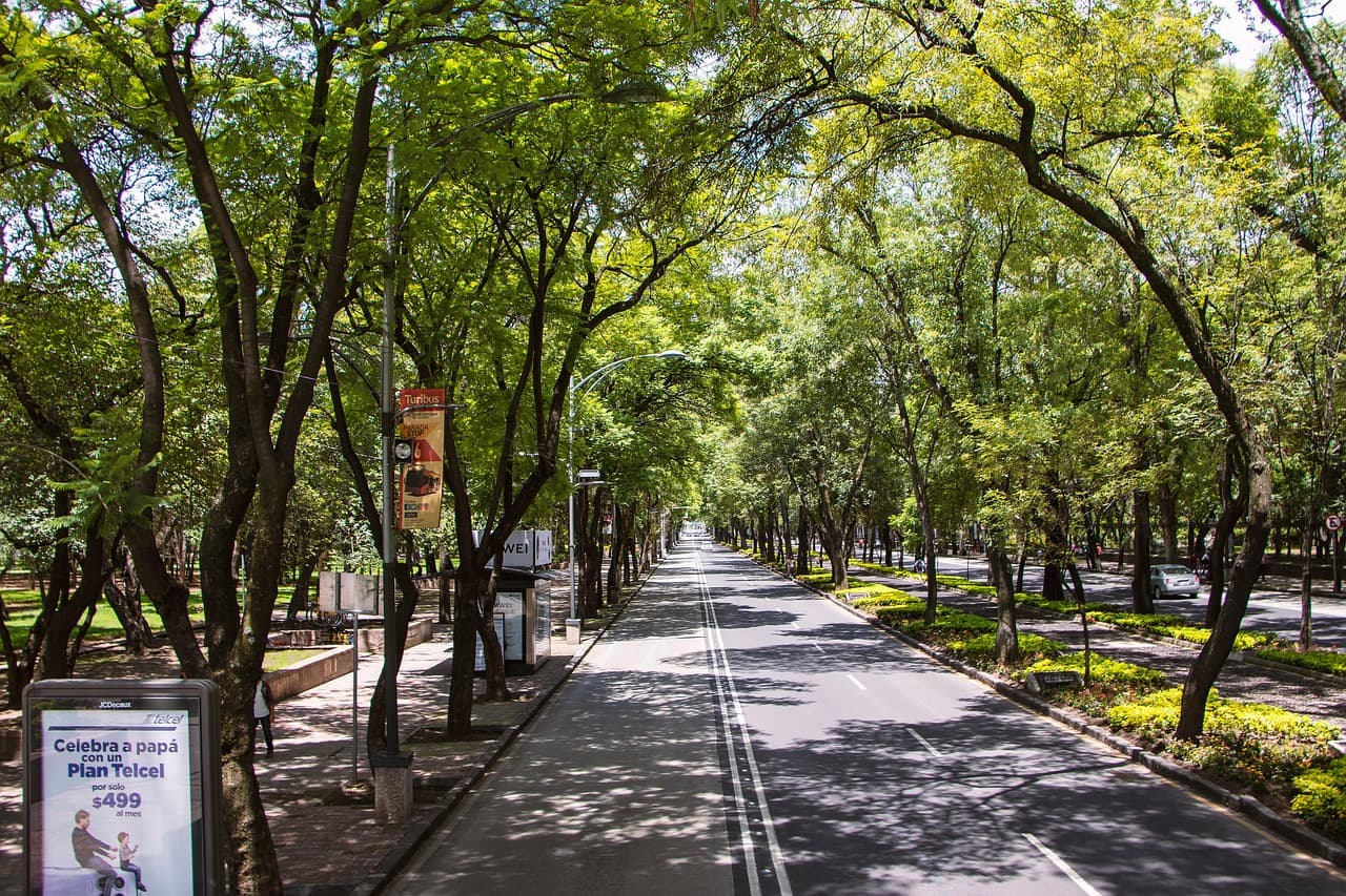 Avenida flanqueada de árboles, en el chat de Cotija de la Paz