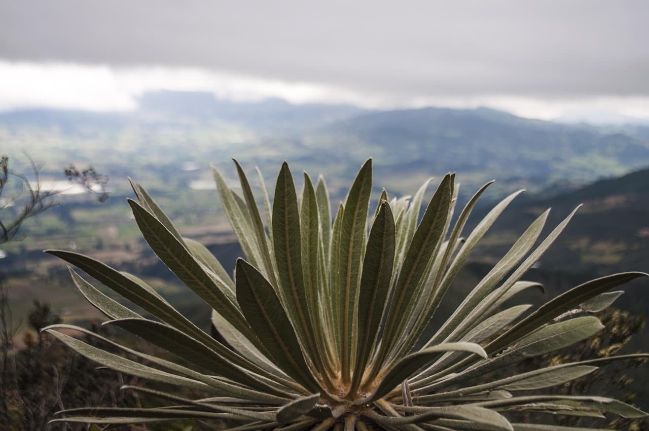 Frailejones en un páramo de montaña de Colombia, en el chat de Tocaima