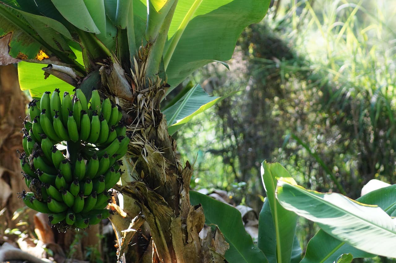 Planta de plátano, en el chat de Filomeno Mata