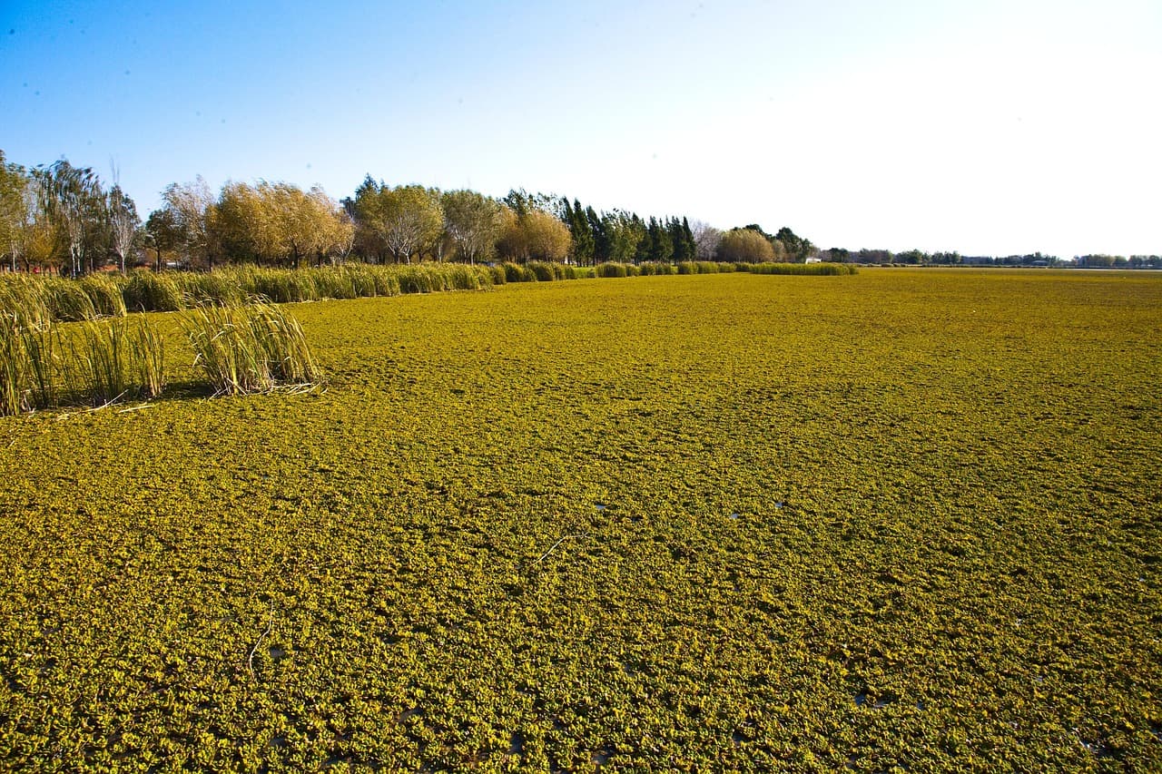 Ranchos en el campo de la pampa argentina, en el chat de Pampa del Indio