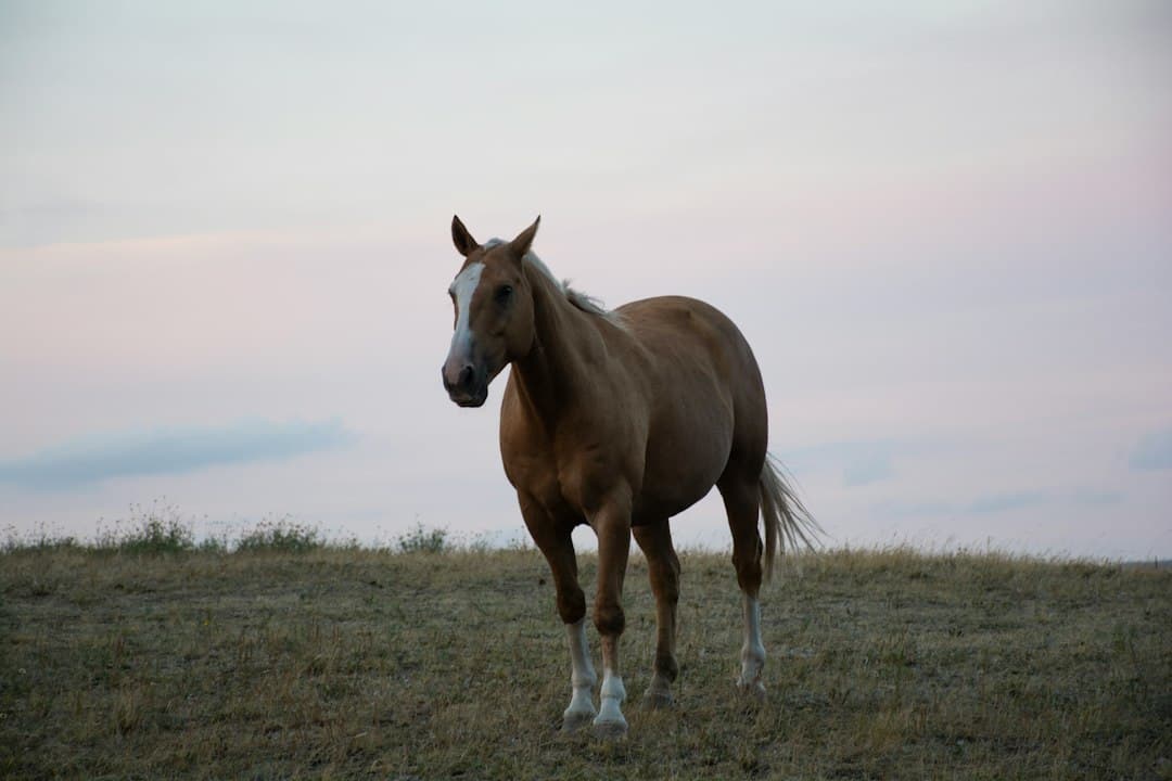 Caballo palomino en un prado seco, en el chat de Candelaria