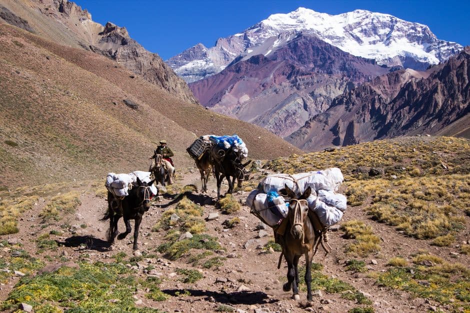 Mulas en la ladera de una montaña, en el chat de General Las Heras